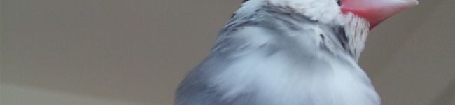 ぺもん's header image