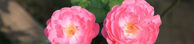 micheko's header image