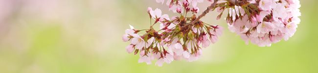 Lovely☆桃花's header image