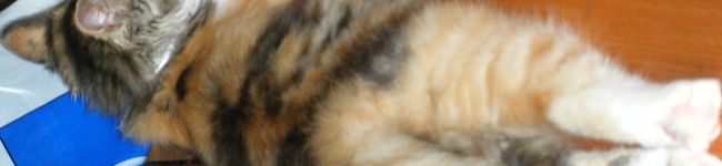 ＊チャッピィ＊'s header image