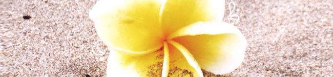 アッコmama's header image