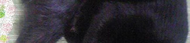 葉流実's header image