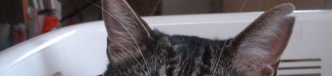 usapon７２７'s header image