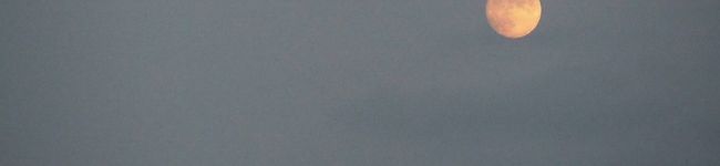 gyoozy's header image