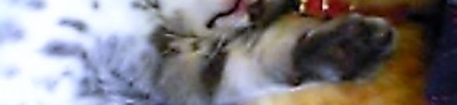 猫博士's header image