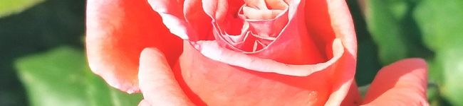 シルバーキッチン's header image