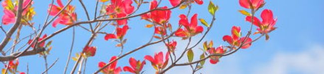 mini8's header image