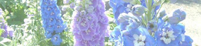 やぎコ's header image