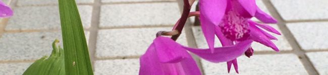 颯光音's header image
