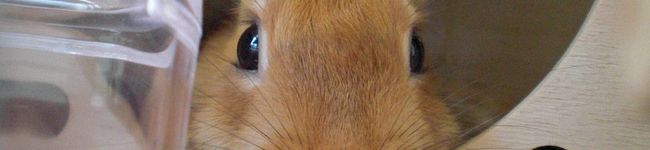 coco0616's header image