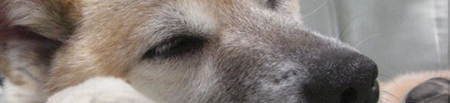 sora18's header image