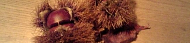 PackDav's header image
