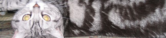 emicat's header image