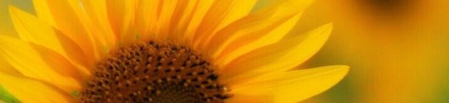 ton2mam's header image