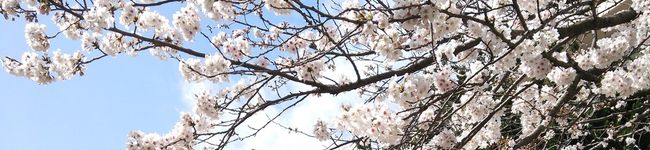 SachikoS's header image