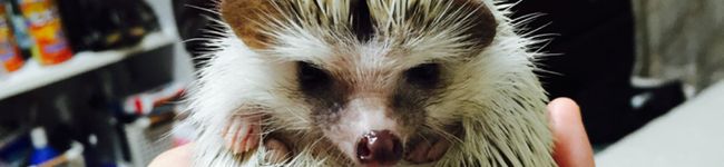 山田ウィリアムズ's header image