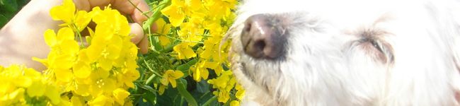 itochii's header image