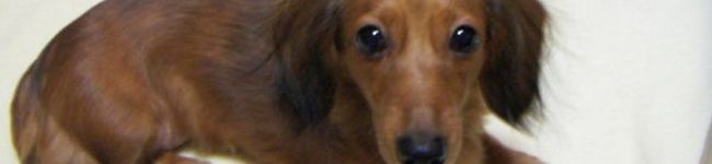 zwei's header image
