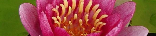 （ＵＮＵＮ）'s header image