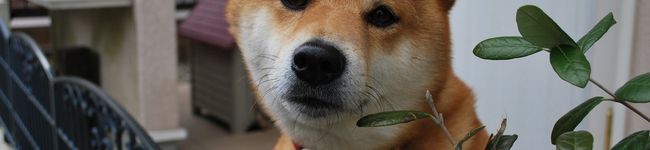 おぎにぃ's header image