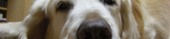 愛犬虎の助's header image