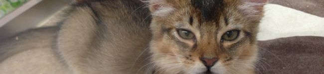 akarily♪'s header image