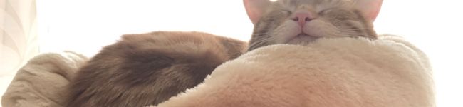 夏クロ's header image