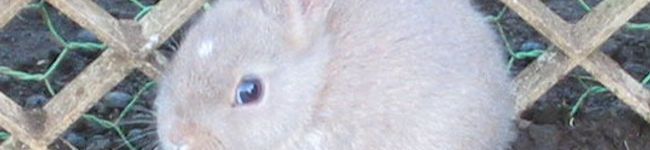 aonau's header image