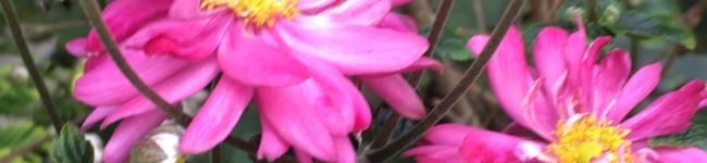 bellーりん's header image