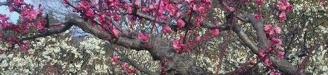 kun0517's header image