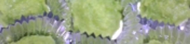 輝くくまさん's header image