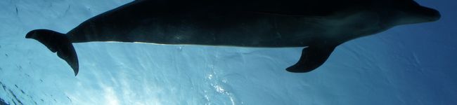 tigger17's header image