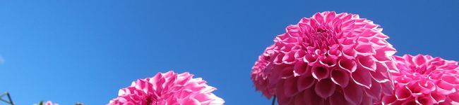 ａｓａｃｏ　's header image