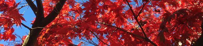 スノーピ's header image