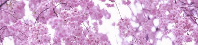 naomiezen's header image