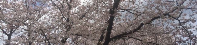 紗綾子's header image