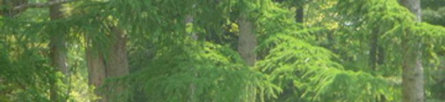 hanepee's header image