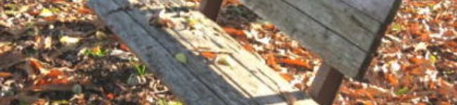 seara51's header image
