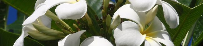 TOCKY's header image