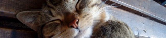 ポンにゃお's header image