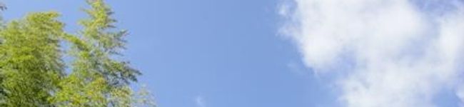 きなこがーる's header image