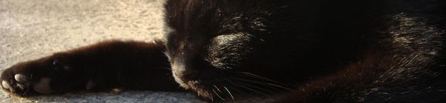ねこかぶり子's header image