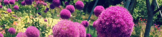 ＊sachi＊o's header image