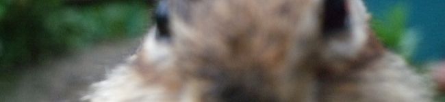 dionysos's header image
