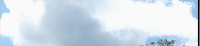 柴犬プリン's header image