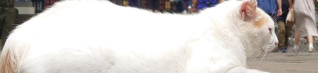 迦陵♪'s header image