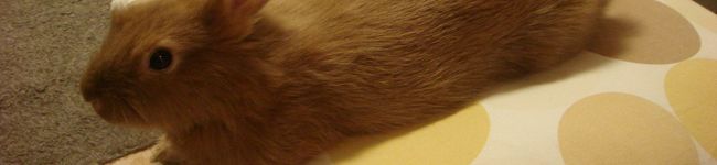 ＵＳＡＳＡ's header image