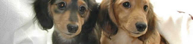 pafepapa's header image
