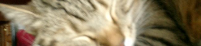 猫ダイダイスキ's header image