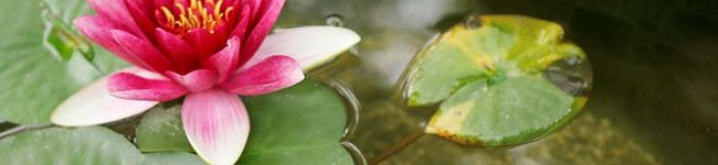 亜細亜食堂's header image